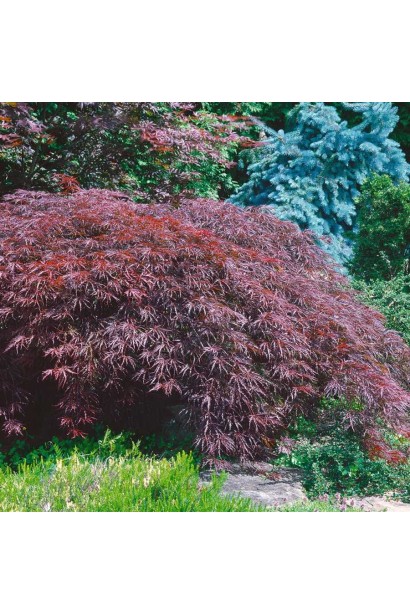 Клен віяловий Інаба-шідара у ланшафті